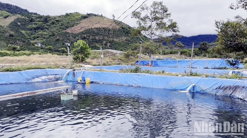 “Thủ phủ” cá nước lạnh tại Lâm Đồng lao đao vì nguồn nước suối dần cạn kiệt