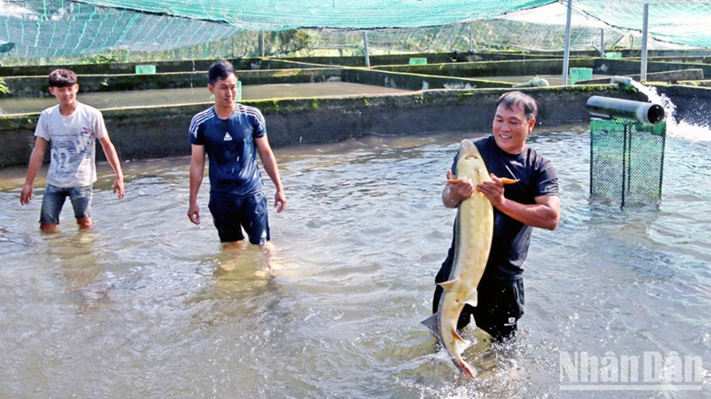 “Thủ phủ” cá nước lạnh tại Lâm Đồng lao đao vì nguồn nước suối dần cạn kiệt
