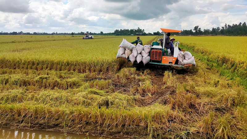 Cẩn trọng khi nhân rộng mô hình trồng lúa giảm phát thải