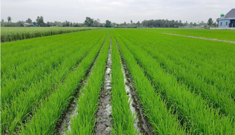 Canh tác lúa giảm phát thải, lợi nhuận tăng, khí nhà kính giảm