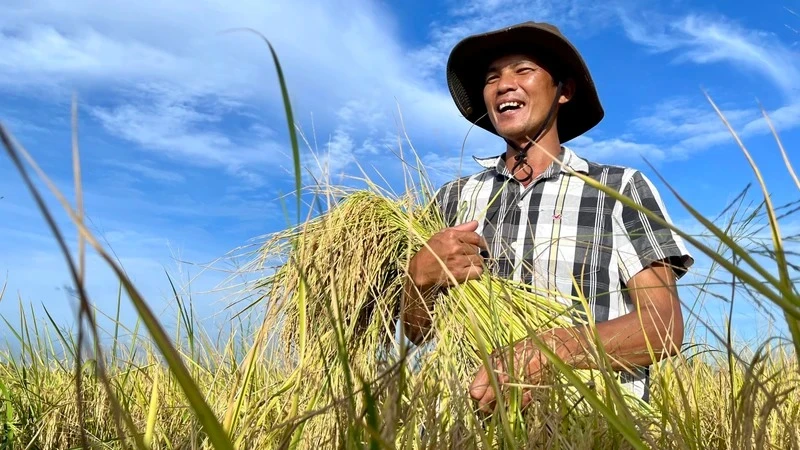 Đề án 1 triệu ha lúa chất lượng, hướng đi phát triển nông nghiệp bền vững