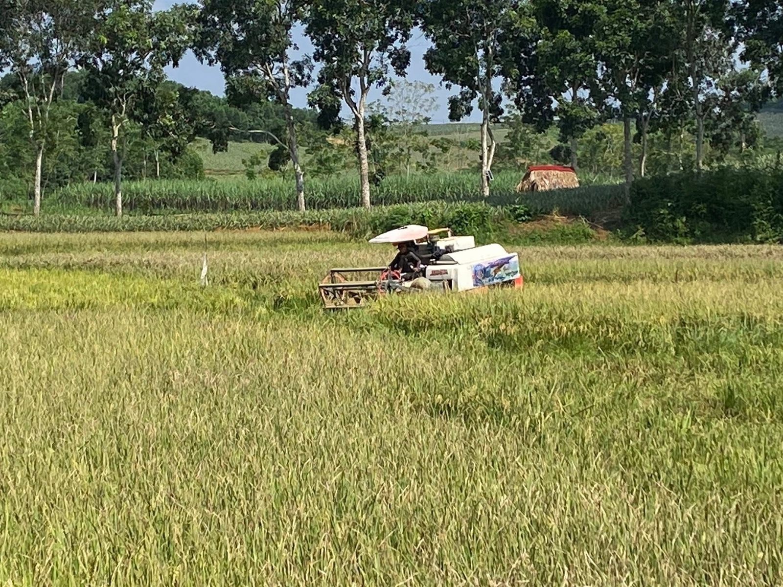 Chủ động thu hoạch lúa, bảo vệ hoa màu: Giảm thiểu thiệt hại trước bão số 9