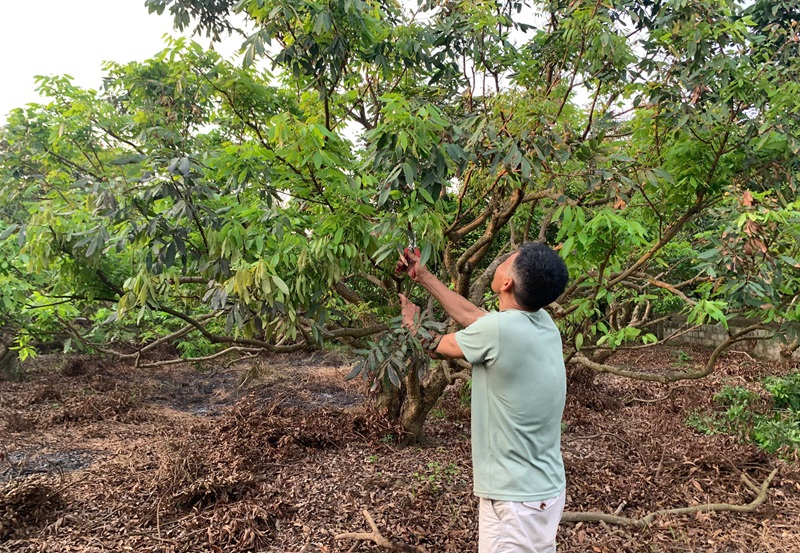 “Được mùa nhãn, lo đầu ra”: Nỗi trăn trở của người dân trồng nhãn ở Hưng Yên.