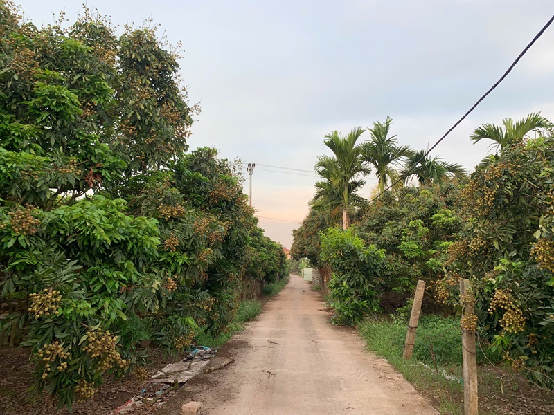 “Được mùa nhãn, lo đầu ra”: Nỗi trăn trở của người dân trồng nhãn ở Hưng Yên.