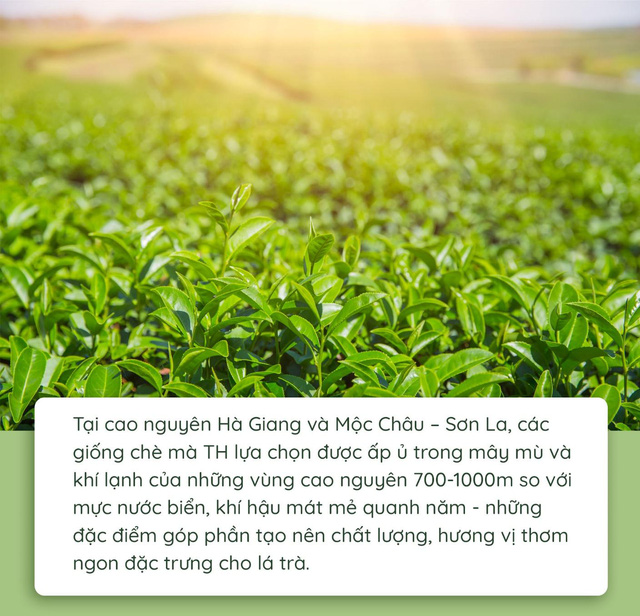Quy trình làm ra chai trà hoàn toàn tự nhiên chinh phục cộng đồng healthy