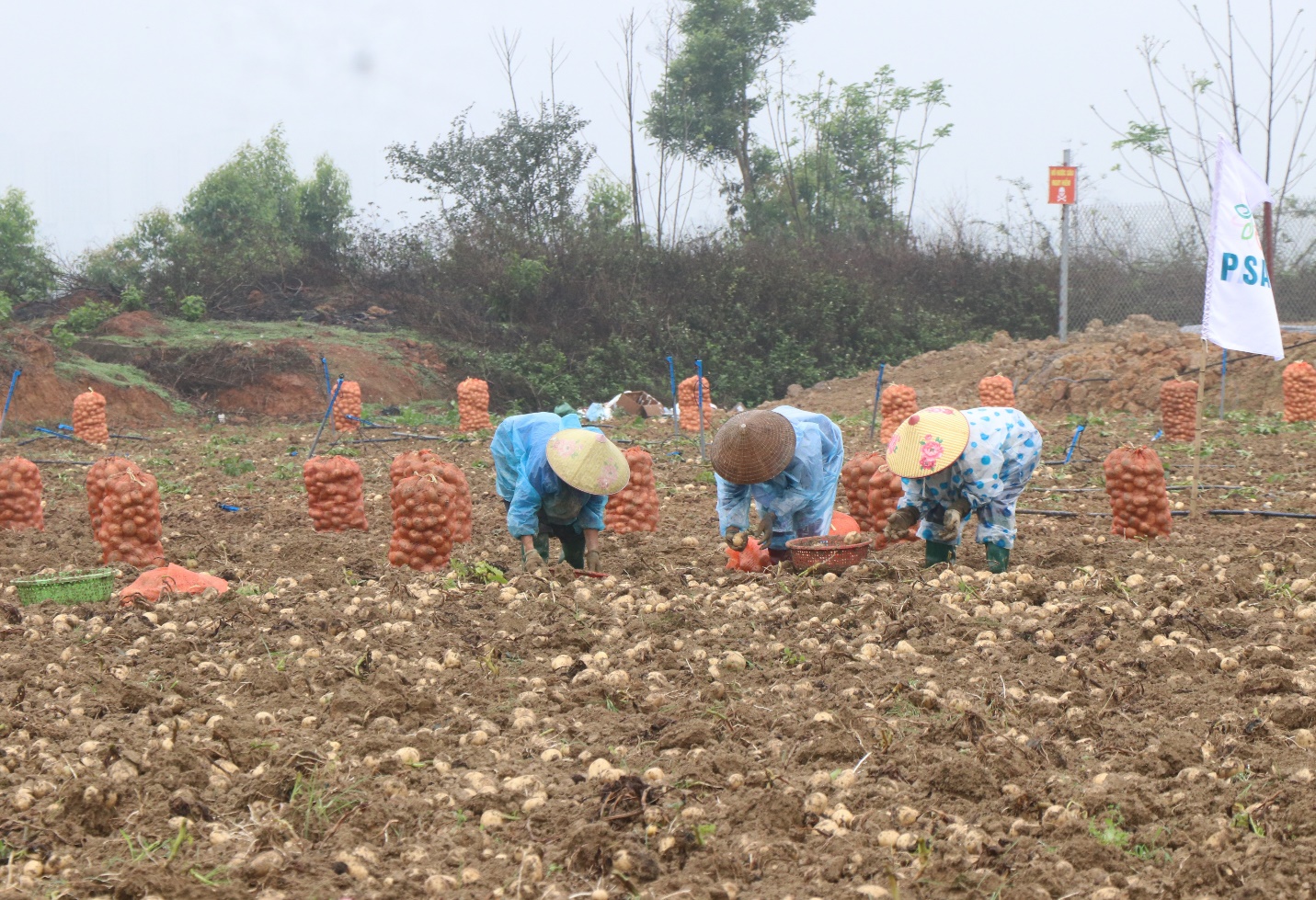 Giấc mơ xanh trên đất lành Kinh Bắc
