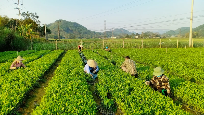 Quản lý rừng bền vững để chống biến đổi khí hậu