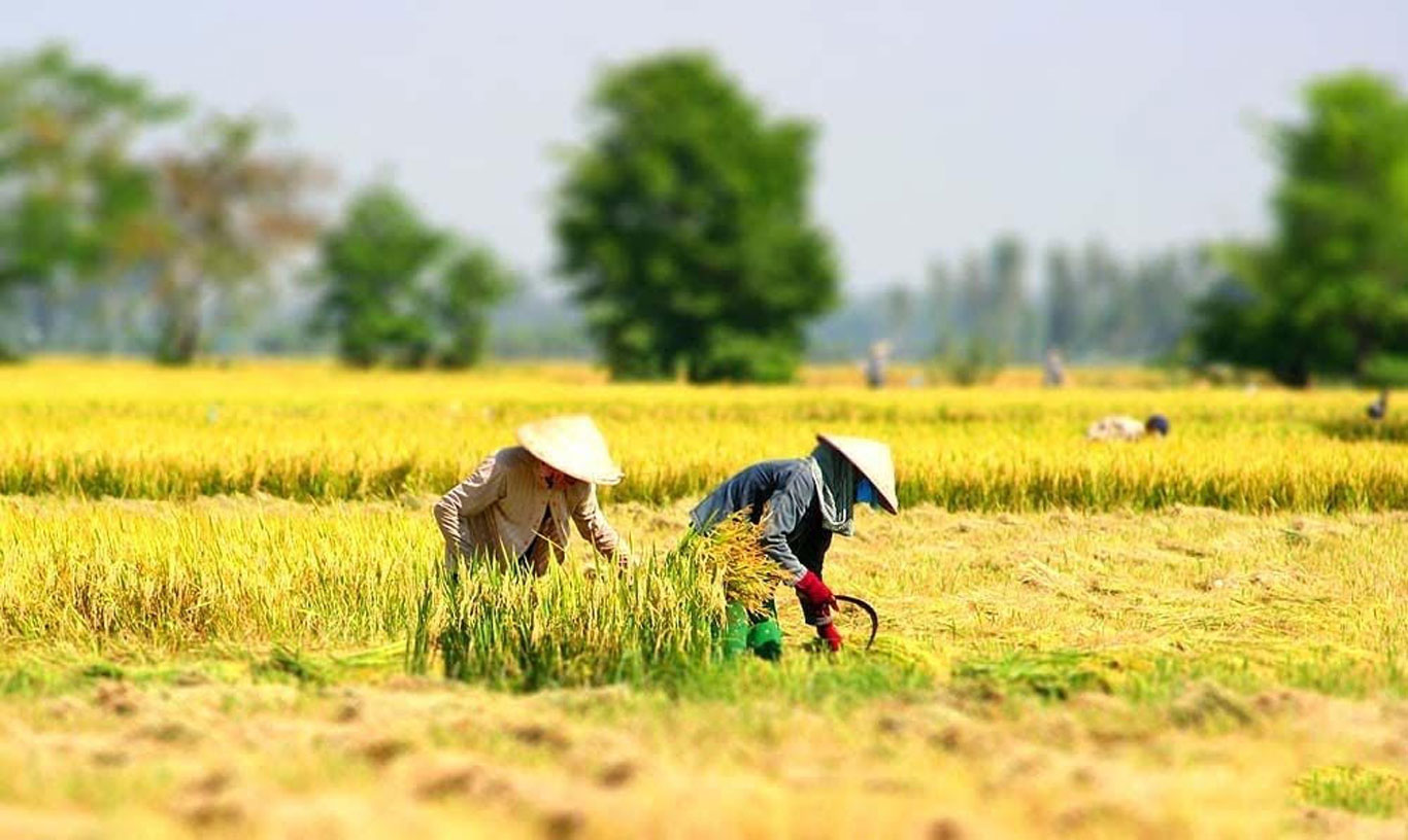 Tác động của biến đổi khí hậu đến các lĩnh vực trong phát triển nông nghiệp