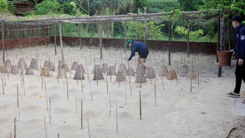 Những ngày xanh cùng rùa biển
