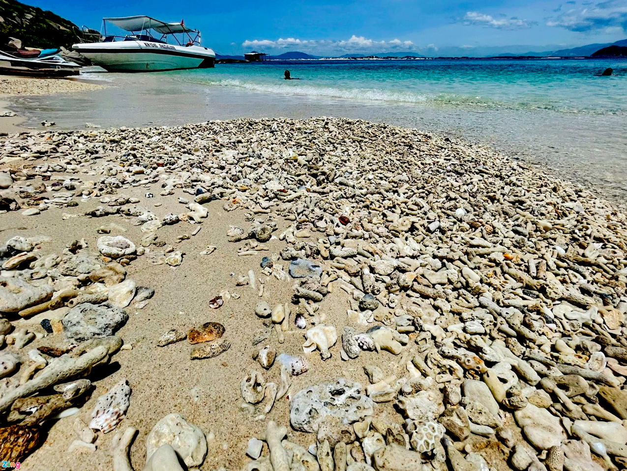Xác san hô phủ dày ven biển Phú Yên