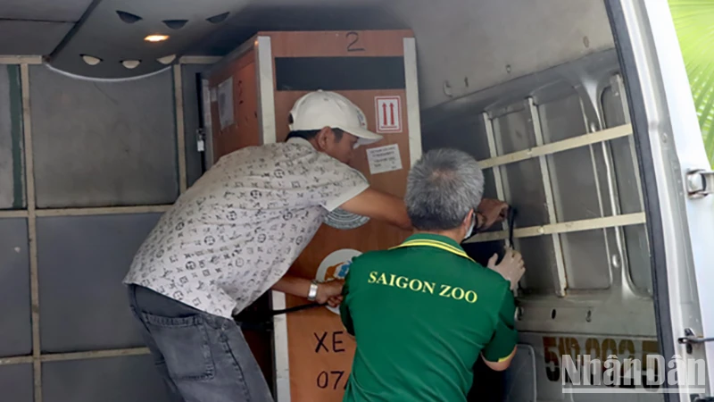 Sáu cá thể sếu đầu đỏ đã được đưa về Vườn quốc gia Tràm Chim