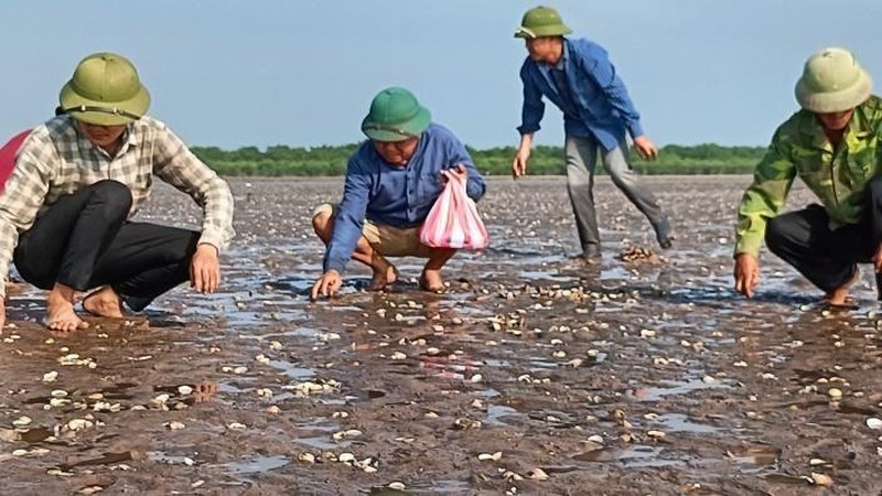 Khẩn trương xử lý môi trường hàng trăm hecta bãi nuôi ngao bị chết ở Thái Bình
