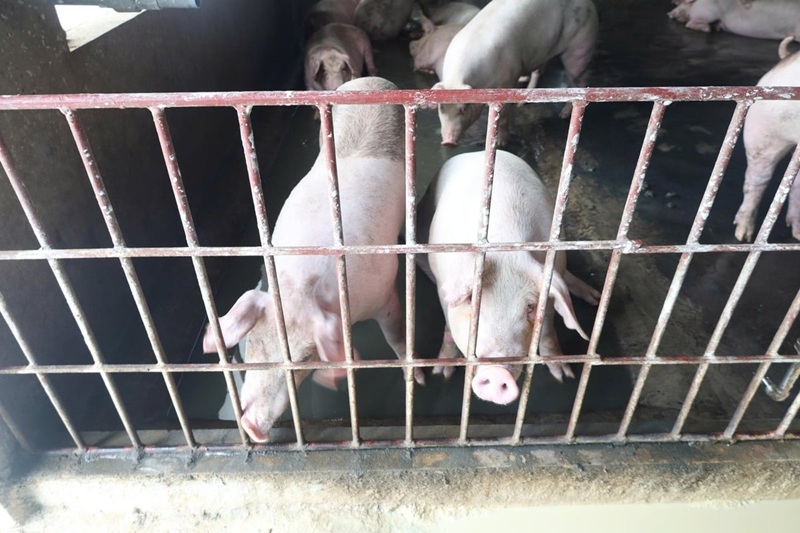 Thứ trưởng Phùng Đức Tiến vào điểm nóng dịch tả lợn Châu Phi ở Phú Thọ
