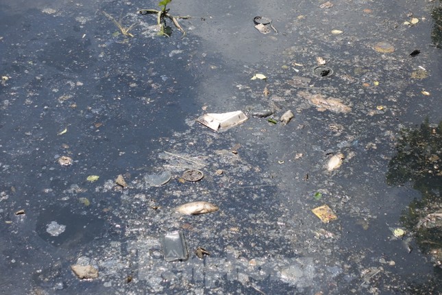 Cá chết, rác thải nổi trên kênh Nhiêu Lộc - Thị Nghè