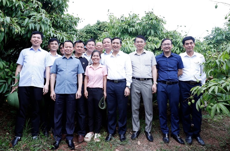 Vải thiều Bắc Giang vào vụ: Bộ trưởng mong 'bứt phá' xuất khẩu