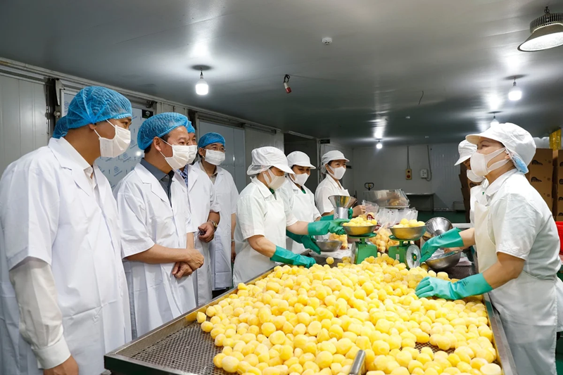 Vải thiều Bắc Giang vào vụ: Bộ trưởng mong 'bứt phá' xuất khẩu