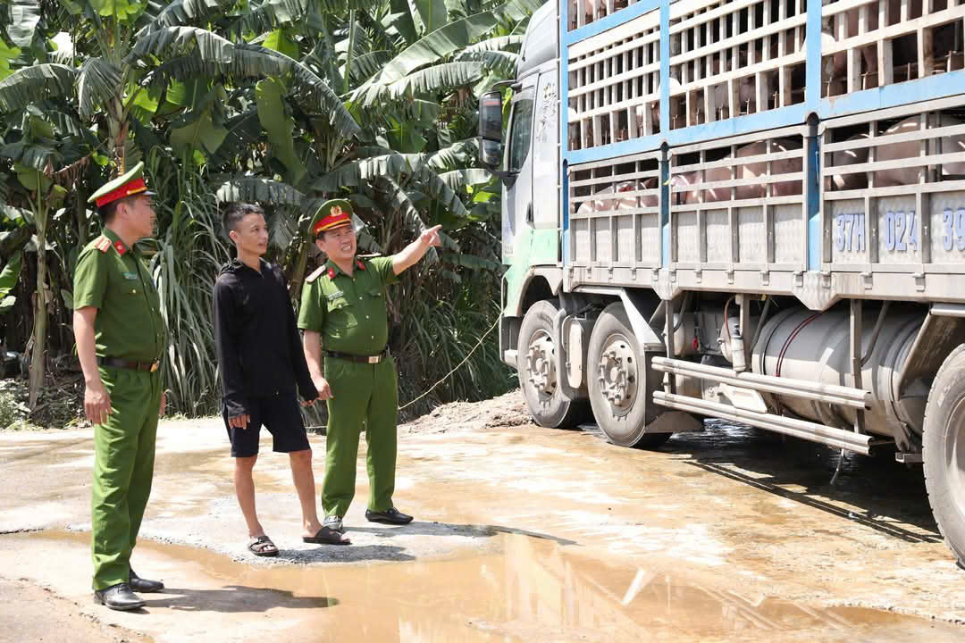 Phát hiện, bắt giữ xe ô tô vận chuyển hơn 180 con lợn nhiễm dịch tả lợn Châu Phi đi tiêu thụ
