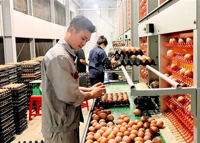 Bắc Ninh ứng dụng công nghệ trong chăn nuôi: Hướng đi tất yếu cho nông nghiệp hiện đại