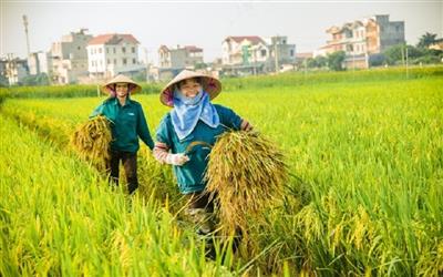 Bài 1: Ghi nhận một số thành tựu khoa học công nghệ trong lĩnh vực trồng trọt và bảo vệ thực vật