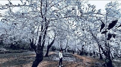 Băng tuyết phủ trắng Y Tý như trời Âu