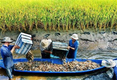 Biến đổi khí hậu - thảm họa đe dọa sức khỏe toàn cầu - những vấn đề cần quan tâm hiện nay