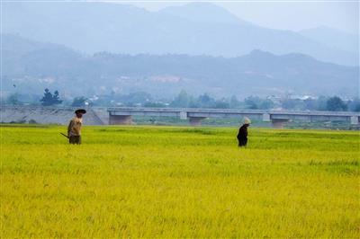 Bình Định: Loạt dự án nghìn tỷ gặp khó trong việc chuyển đổi đất lúa