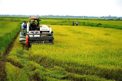 Các địa phương chủ động thu hoạch lúa, bảo vệ hoa màu trước bão số 9