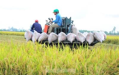 Cần 'nâng cấp' hợp tác xã để đáp ứng Đề án 1 triệu ha lúa chất lượng cao