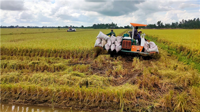 Cẩn trọng khi nhân rộng mô hình trồng lúa giảm phát thải
