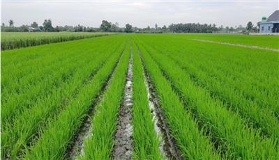 Canh tác lúa giảm phát thải, lợi nhuận tăng, khí nhà kính giảm