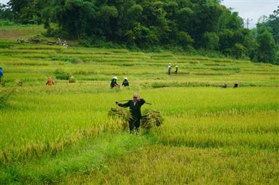 Chạy bão trên những thửa ruộng bậc thang