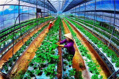 Chuyển đổi số ngành Nông nghiệp và Môi trường: Thành tựu, thách thức và định hướng tương lai