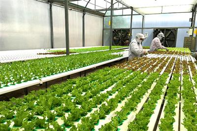 Công tác đổi mới khoa học công nghệ phục vụ phát triển ngành Lâm nghiệp