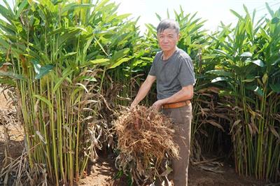 Củ riềng và hành trình làm giàu trên đất Thăng Bình