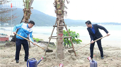 Đà Nẵng trồng 175 cây dừa lớn ven biển