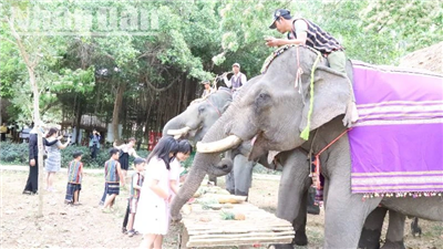 Đắk Lắk ban hành kế hoạch hành động quốc gia bảo tồn đàn voi trên địa bàn