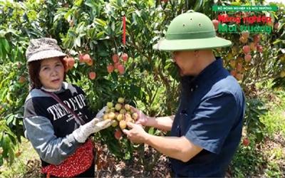 Đắk Lắk: Nông dân được mùa “vải thiều” nhờ liên kết giữa doanh nghiệp, hợp tác xã và ứng dụng khoa học kỹ thuật