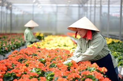 Dalat Hasfarm - Hoa tươi cho cuộc sống
