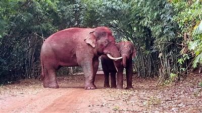 Đàn voi rừng xuất hiện ở khu dân cư tại Đồng Nai