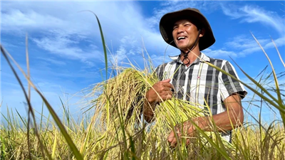 Đề án 1 triệu ha lúa chất lượng, hướng đi phát triển nông nghiệp bền vững