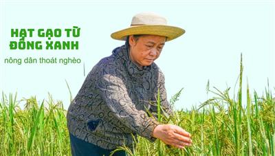 Hạt gạo từ đồng xanh giúp nông dân thoát nghèo