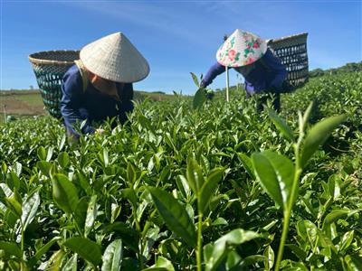 Hiệu quả từ việc sản xuất chè hữu cơ gắn với liên kết theo chuỗi giá trị tại Lâm Đồng