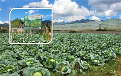 Hợp tác xã rau an toàn Tự Nhiên: Đơn vị tiên phong áp dụng VietGAP tại Sơn La