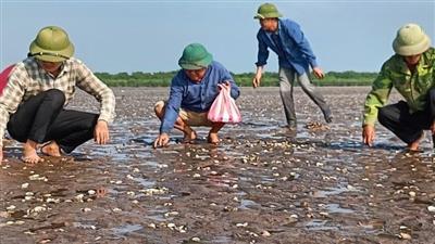 Khẩn trương xử lý môi trường hàng trăm hecta bãi nuôi ngao bị chết ở Thái Bình
