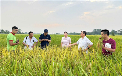 Khi đô thị hóa gọi tên nông nghiệp sạch