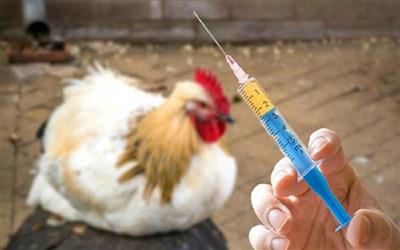 Khi kháng sinh mất tác dụng: Nông nghiệp Việt đối mặt hiểm họa kháng thuốc