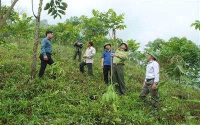 Kiểm lâm Bát Xát giữ vững lá chắn xanh nơi cửa ngõ biên giới