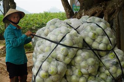 Kinh tế hợp tác - Động lực mới trong nông thôn Thanh Hóa