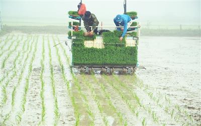 Kỳ 2: Mô hình hợp tác xã tiêu biểu trong bối cảnh mới