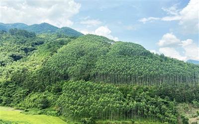 Lâm trường Lục Ngạn: Đổi thay từ chuyển đổi mô hình